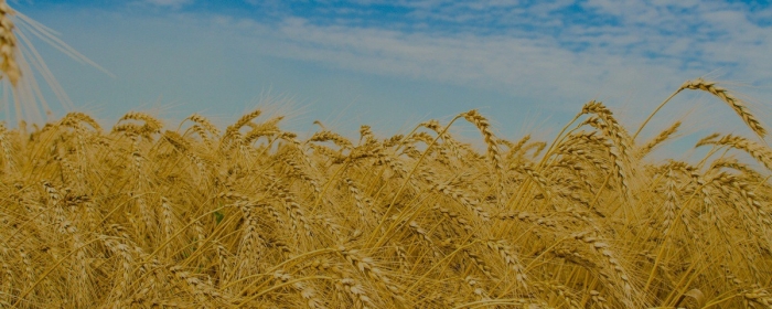 Питательная ценность жидкой зерновой патоки